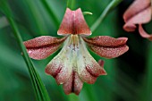 GLADIOLUS LILACEUS