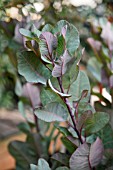 COTINUS COGGYGRIA OLD FASHIONED