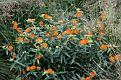 ASCLEPIAS TUBEROSA