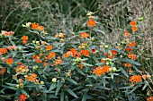 ASCLEPIAS TUBEROSA