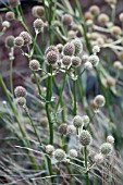 ERYNGIUM YUCCIFOLIUM