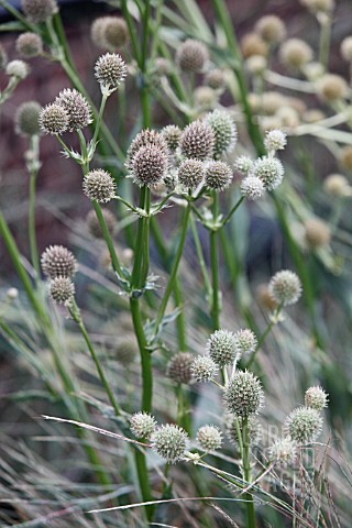 ERYNGIUM_YUCCIFOLIUM