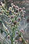 ERYNGIUM YUCCIFOLIUM