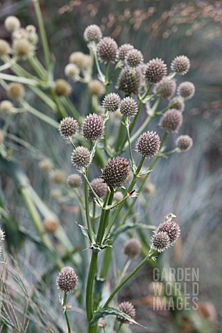 ERYNGIUM_YUCCIFOLIUM