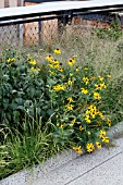 RUDBECKIA SUBTOMENTOSA