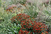 HELENIUM RUBINZWERG