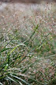 PANICUM VIRGATUM SHENANDOAH