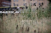 ERYNGIUM YUCCIFOLIUM