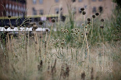 ERYNGIUM_YUCCIFOLIUM