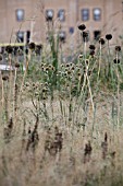 ERYNGIUM YUCCIFOLIUM