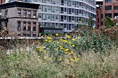 RUDBECKIA SUBTOMENTOSA