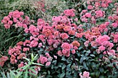 SEDUM TELEPHIUM RED CAULI