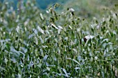 CHASMANTHIUM LATIFOLIUM