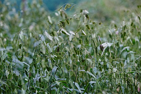 CHASMANTHIUM_LATIFOLIUM