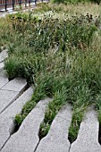 ERYNGIUM YUCCIFOLIUM