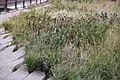 ERYNGIUM YUCCIFOLIUM