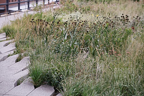 ERYNGIUM_YUCCIFOLIUM