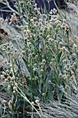 ERYNGIUM YUCCIFOLIUM