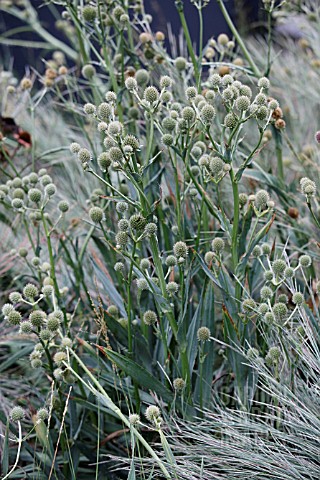 ERYNGIUM_YUCCIFOLIUM