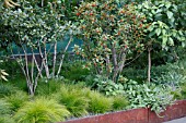 CAREX PENSYLVANICA & ILEX VERTICILLATA