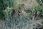 ERYNGIUM YUCCIFOLIUM