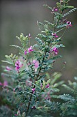 INDIGOFERA HETERANTHA