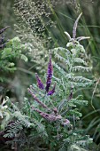 AMORPHA CANESCENS