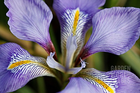 IRIS_UNGUICULARIS