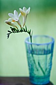 FREESIA  STILL LIFE