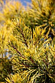 PINUS VIRGINIANA WATES GOLDEN