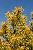 PINUS VIRGINIANA WATES GOLDEN