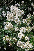 LAGERSTROEMIA INDICA GLENDORA WHITE