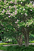 LAGERSTROEMIA MUSKOGEE