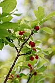 VACCINIUM CALYCINUM