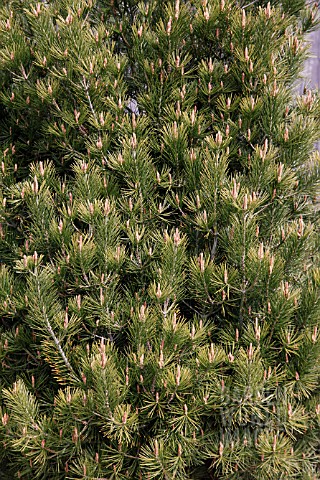 PINUS_BUNGEANA_COMPACTA