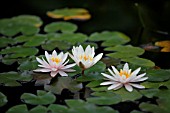 NYMPHAEA ROSE NYMPH