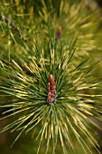 PINUS DENSIFLORA BURKES RED VARIEGATED