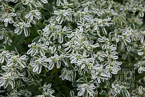 EUPHORBIA_MARGINATA