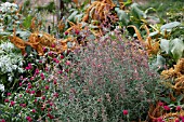 AGASTACHE RUPESTRIS APACHE SUNSET