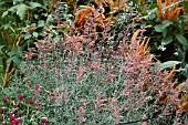 AGASTACHE RUPESTRIS APACHE SUNSET