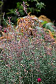 AGASTACHE RUPESTRIS APACHE SUNSET