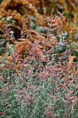 AGASTACHE RUPESTRIS APACHE SUNSET