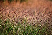 PENNISETUM POLYSTACHION