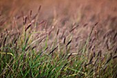 PENNISETUM POLYSTACHION