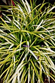 LIRIOPE MUSCARI PEE DEE INGOT