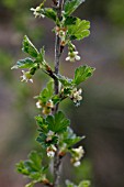 RIBES UVA-CRISPA RED GEORGE