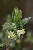 LONICERA KAMTSCHATICA BLUE VELVET  (HONEYBERRY BLUE VELVET)  FLOWER