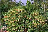 BRUGMANSIA X INSIGNIS -YELLOW