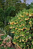 BRUGMANSIA X INSIGNIS -YELLOW