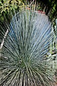 XANTHORRHOEA GLAUCA